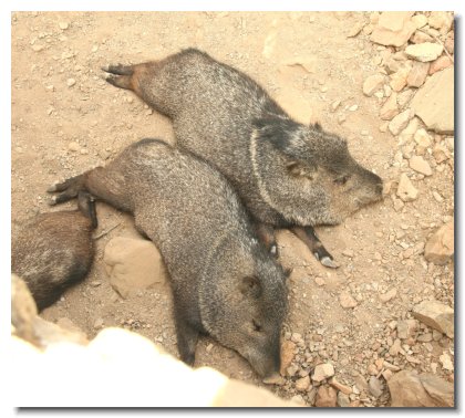 Tucson (9)   Javelinas